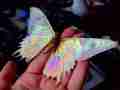Urania ripheus (verso, aberrant or faded) [Internet image property of respective owner, non commercial use only]